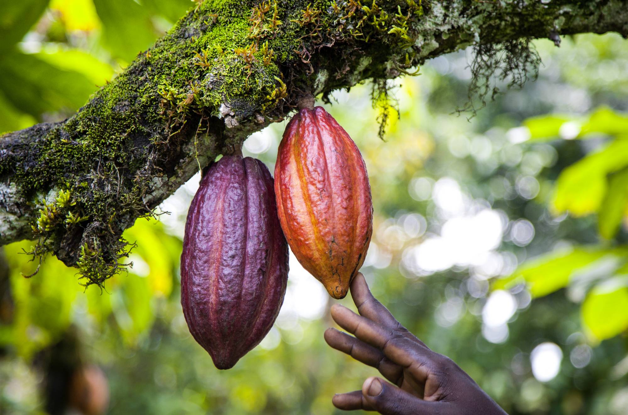 Chocolate Ingredients