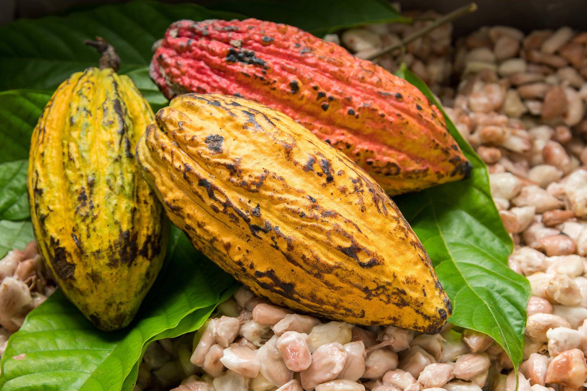 cacao fruit pods laying on leaves