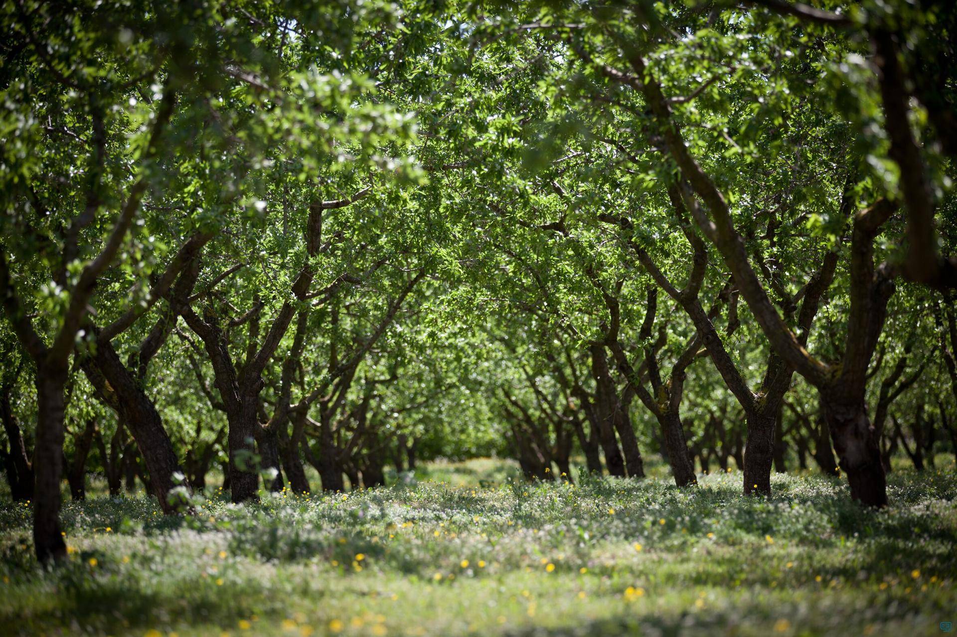 sustainable ingredients - hazelnuts