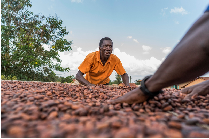 Barry Callebaut cocoa farmers drying cocoa beans