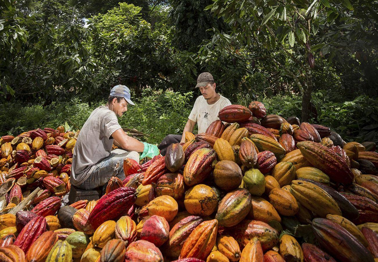 Cocoa farmers