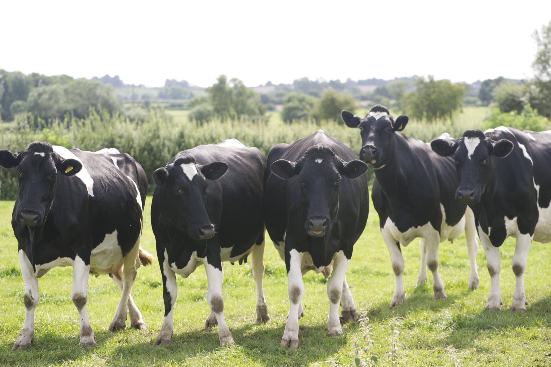 Setting the benchmark for sustainable dairy production