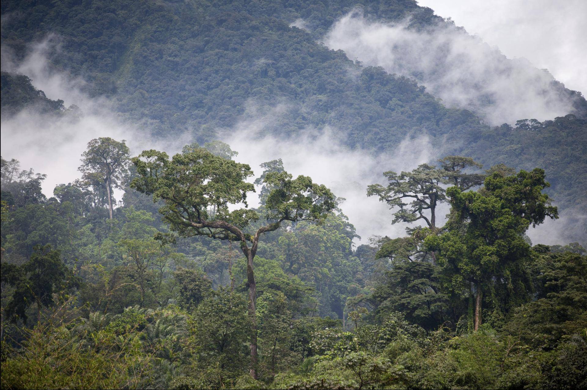 Rainforest in Cameroon