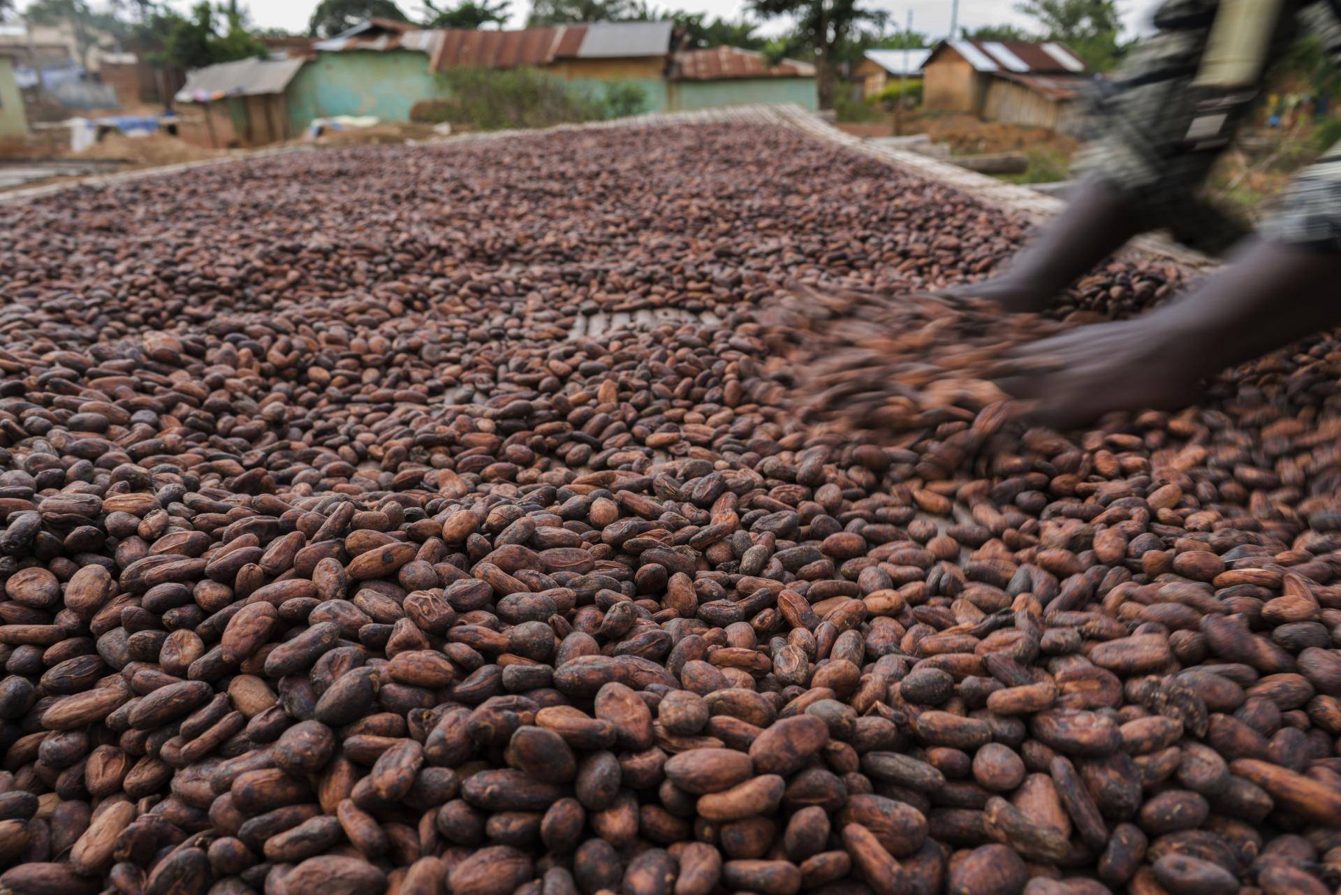 beans drying