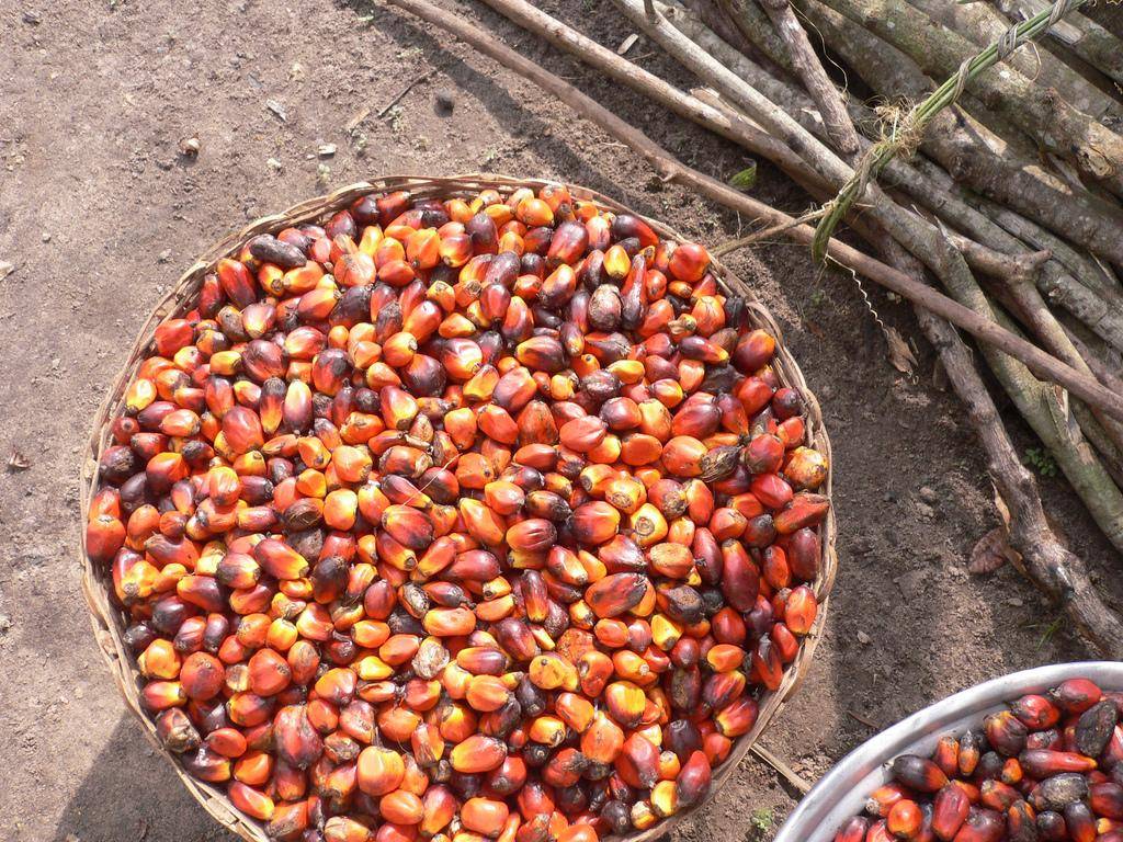 palm oil fruits