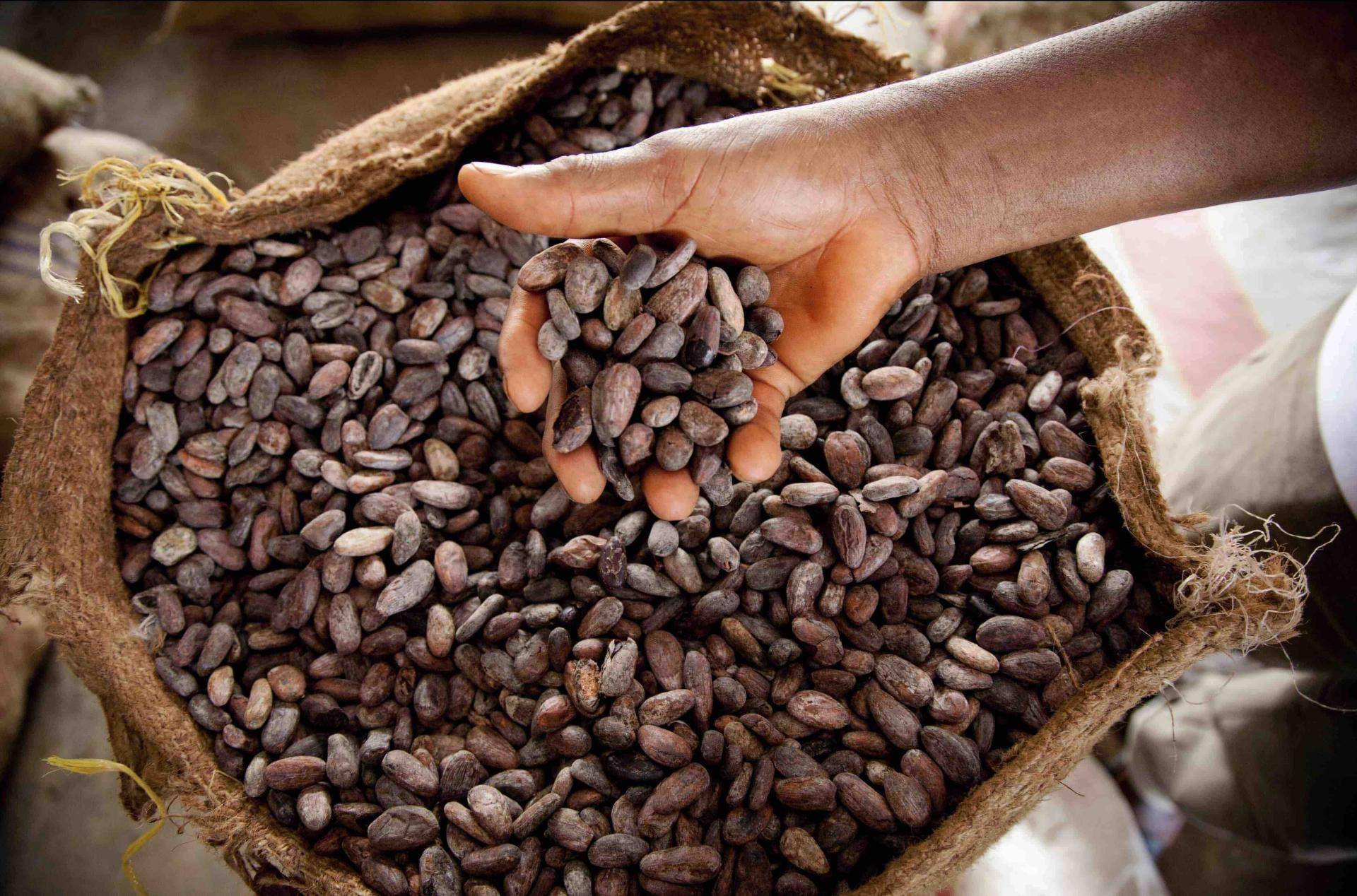 bag of cacao pods after roasting 