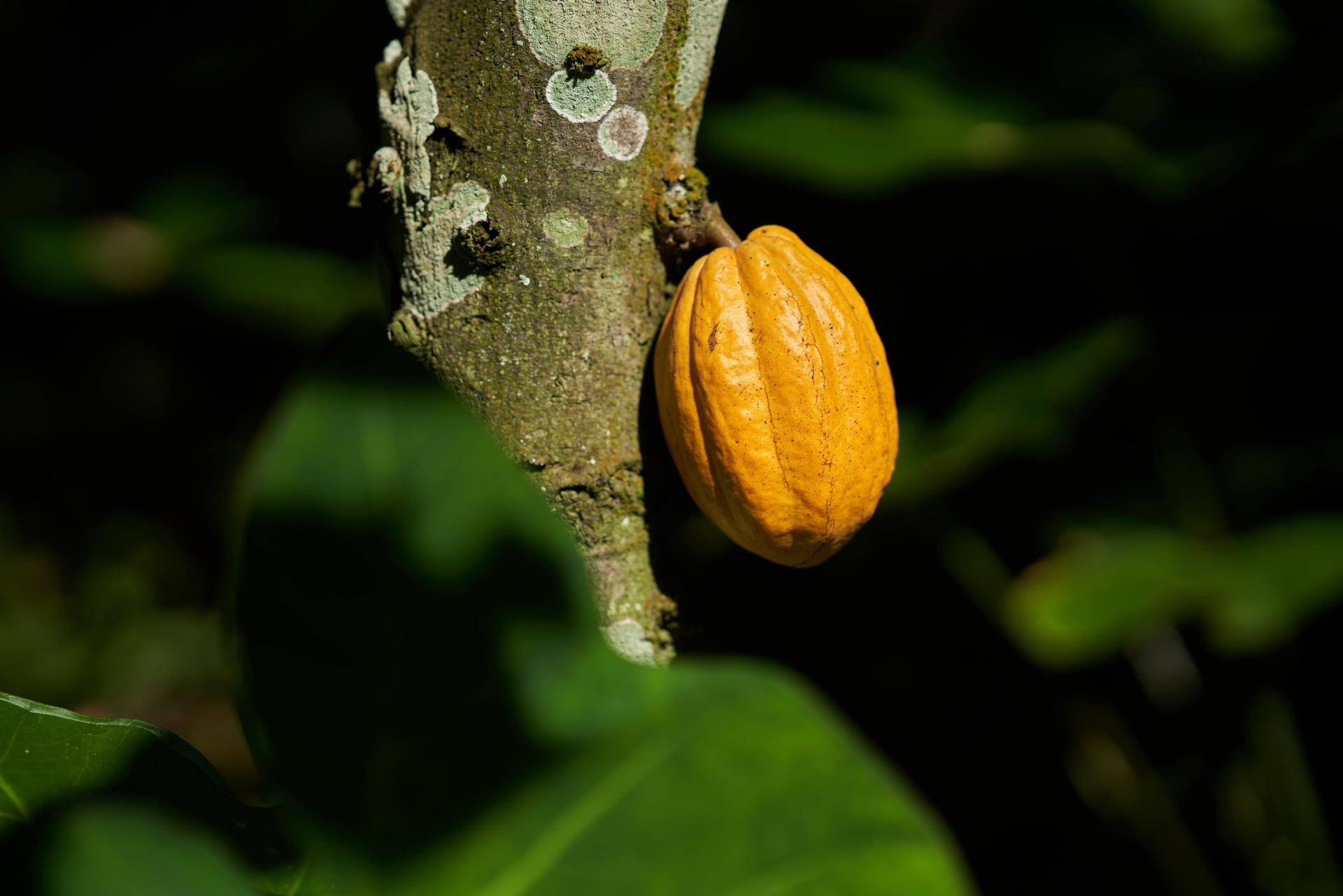 Barry Callebaut climate change leader