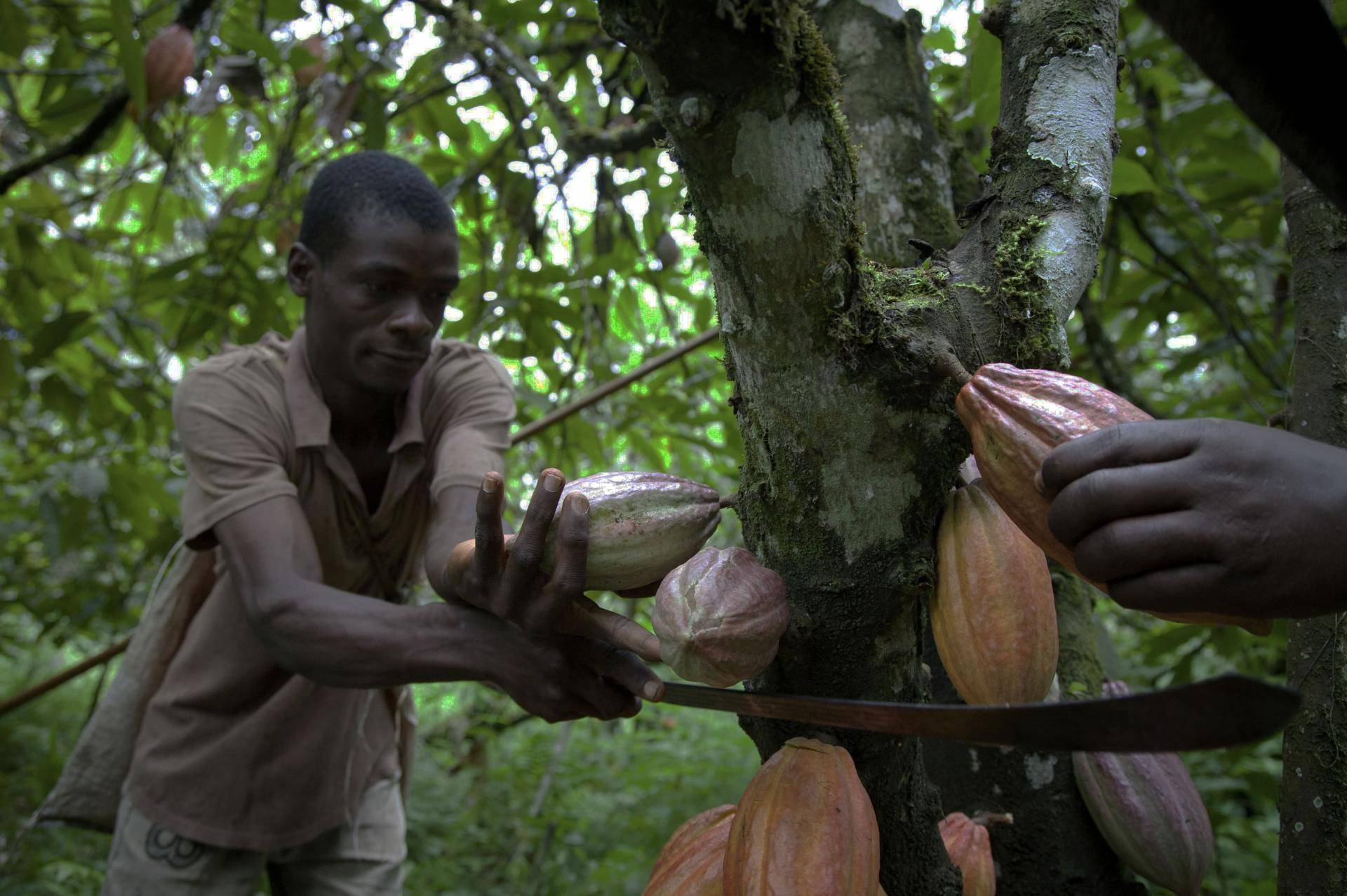 Cameroon farmers