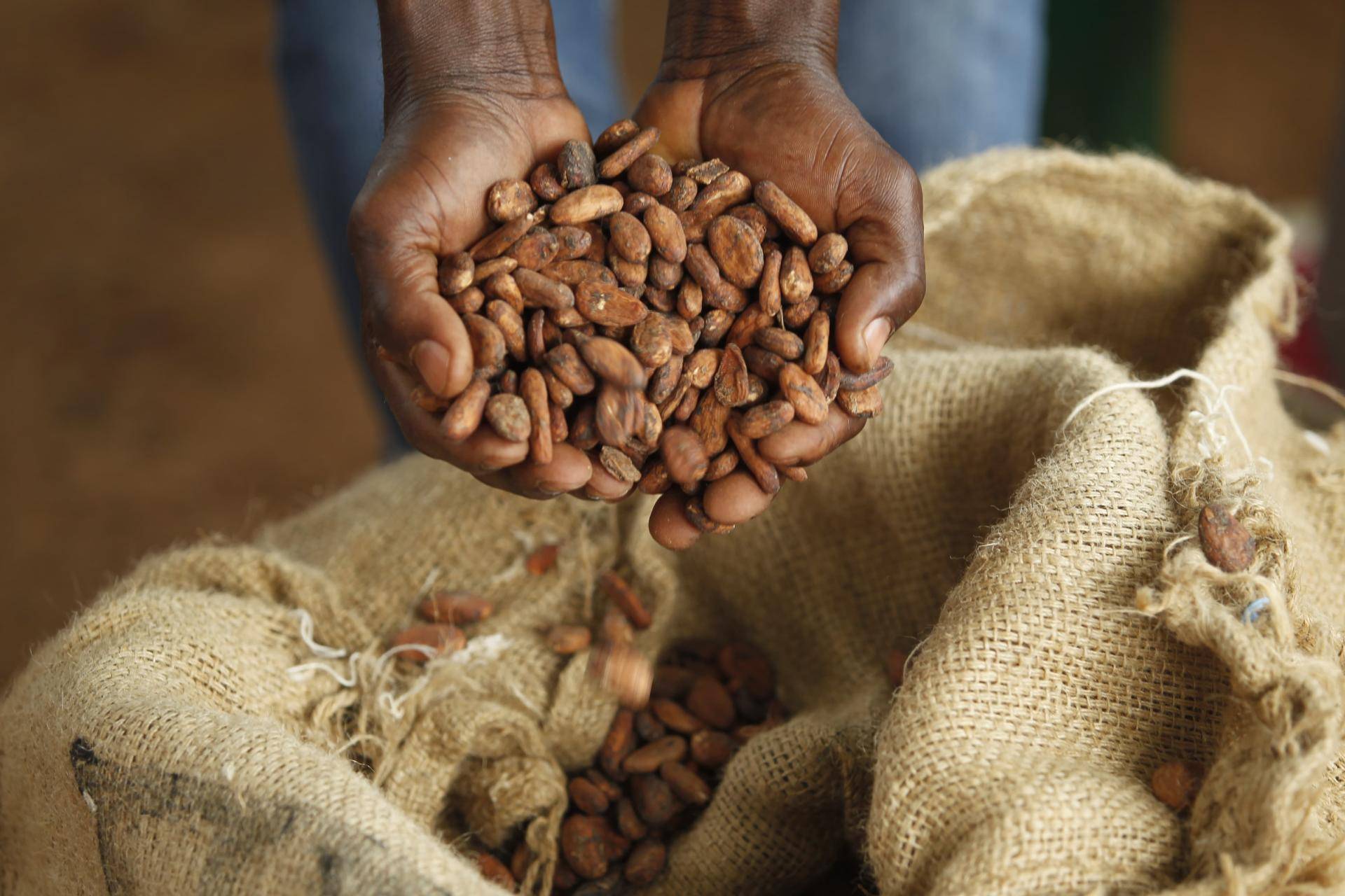 cocoa beans in hands