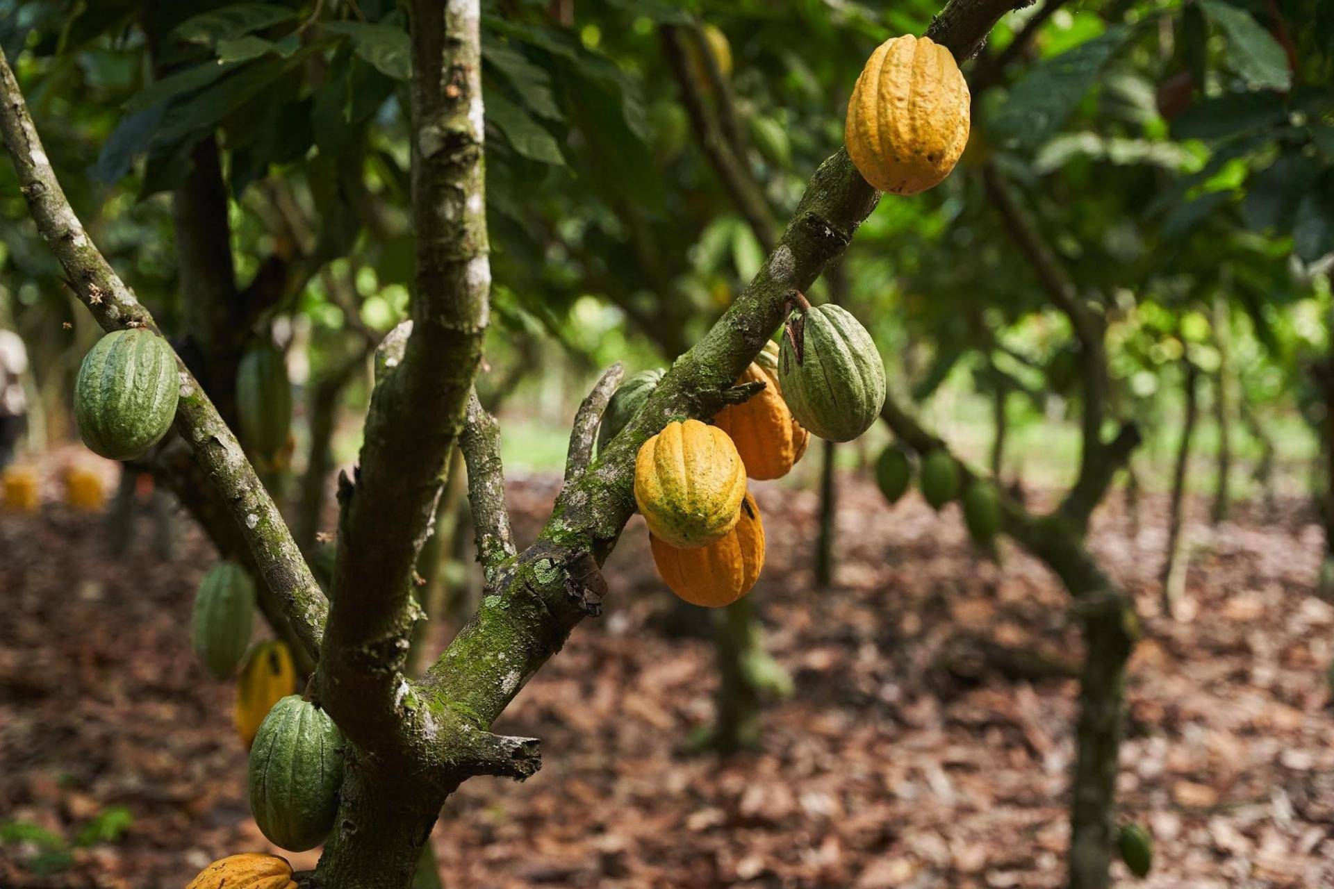 Cacao