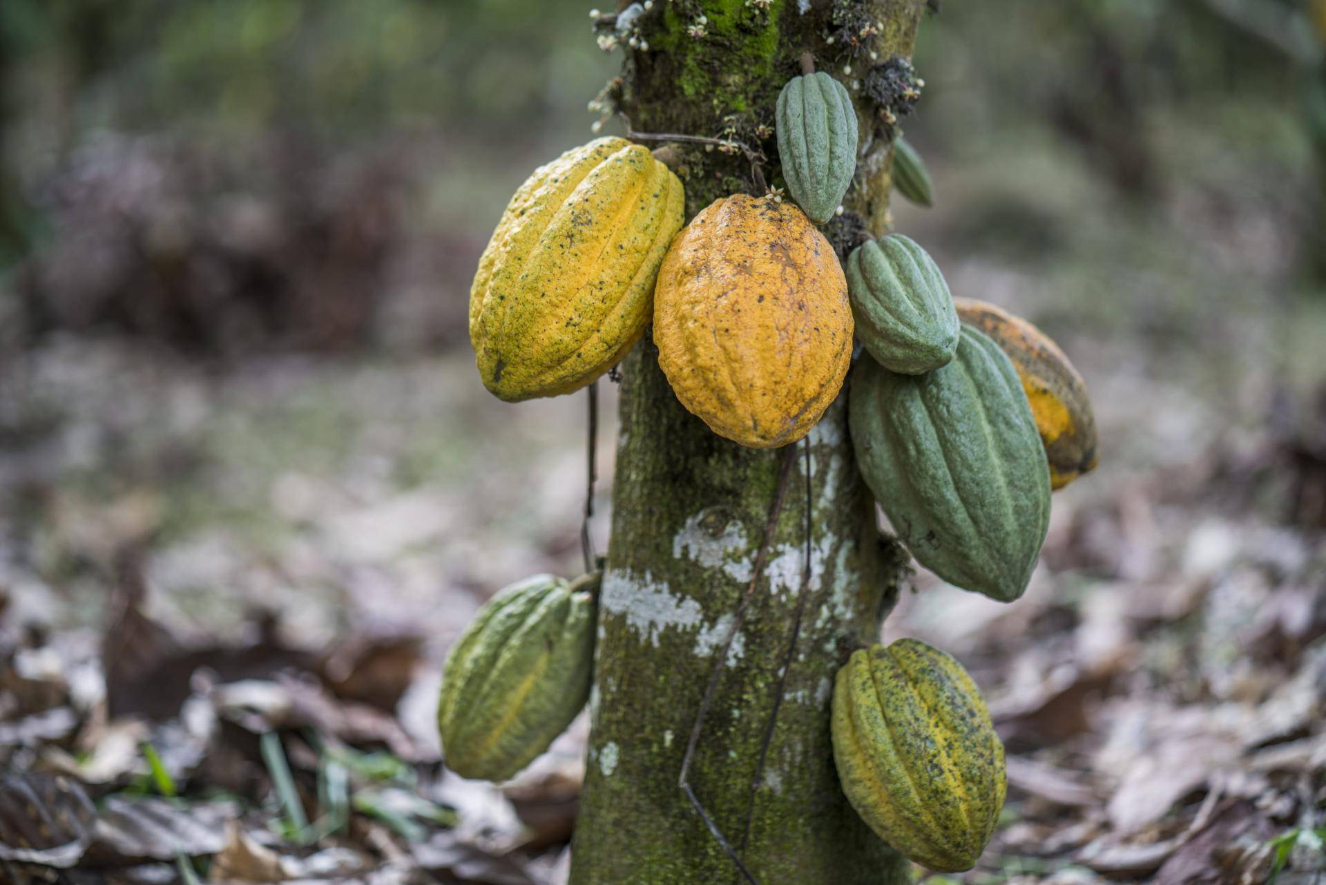 Cocoa tree