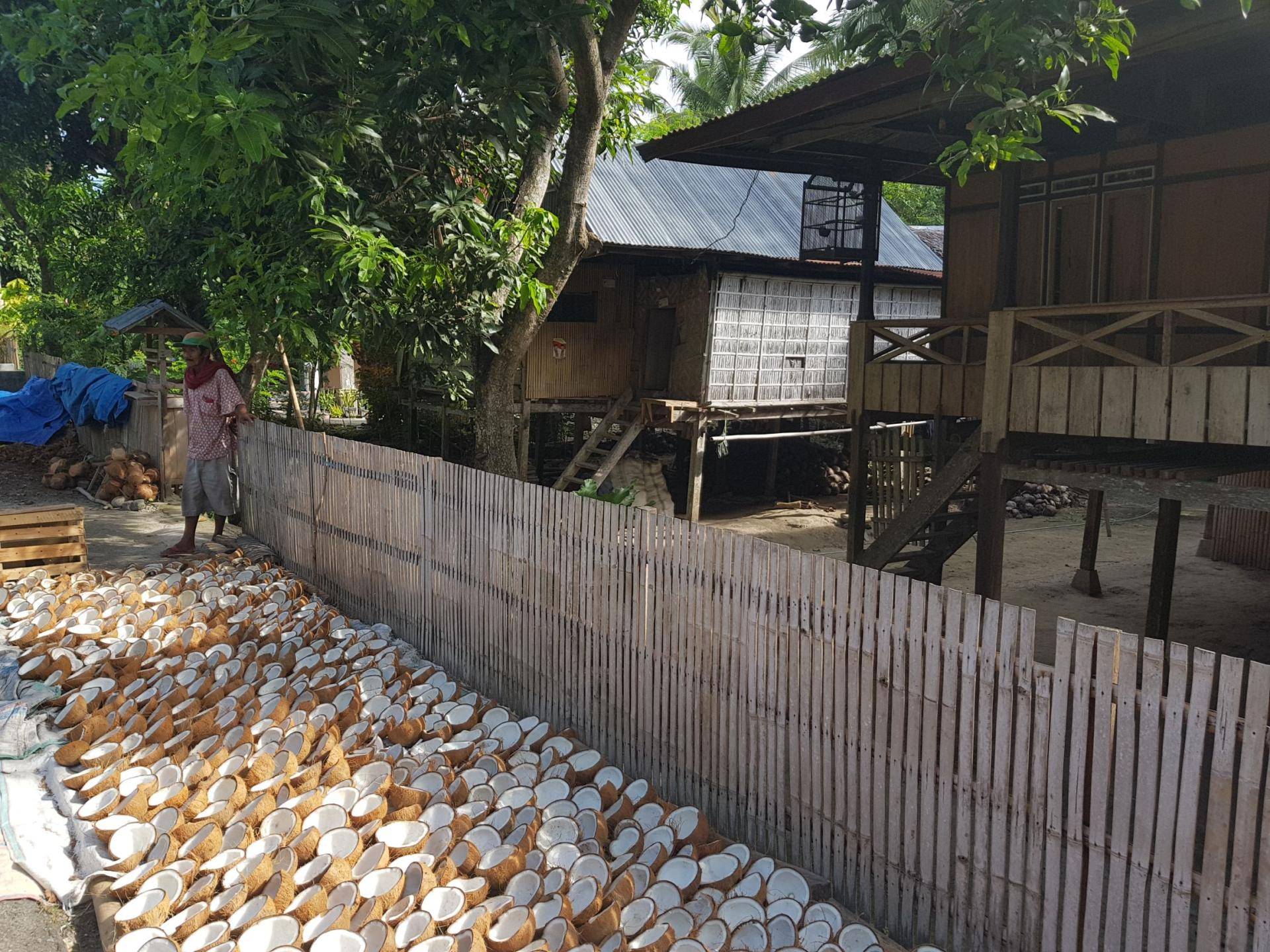 Coconut harvest at West Sulawesi Indonesia