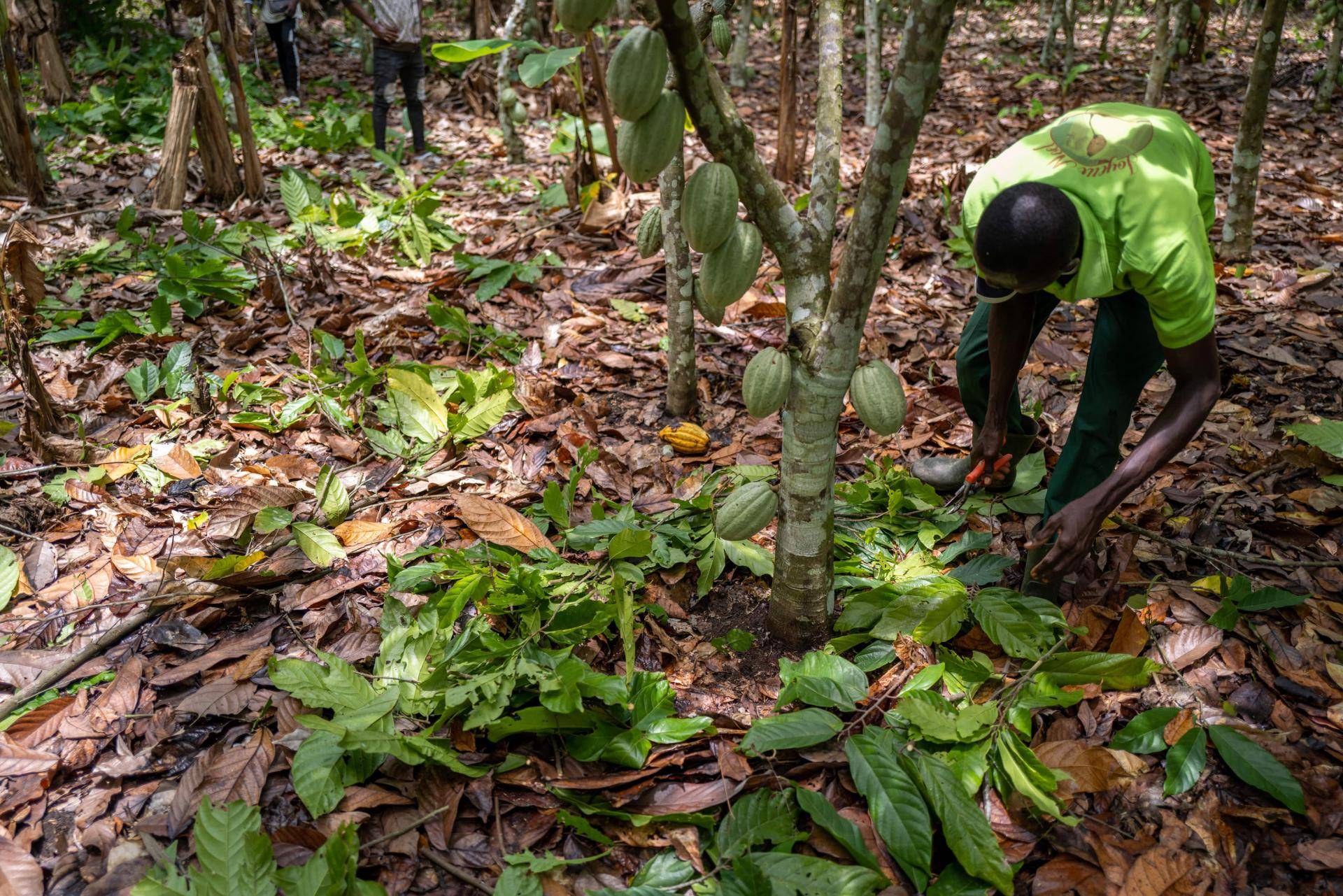 cocoa farming Cote d Ivoire