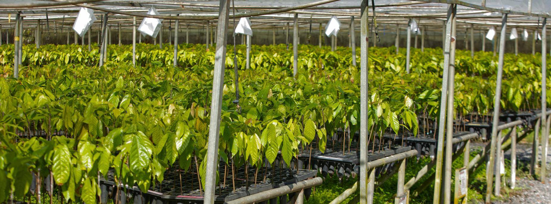 Barry Callebaut's Brazilian cocoa nursery