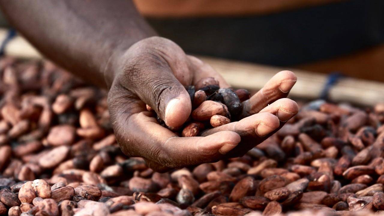 impact of sustainability programs in the cocoa industry