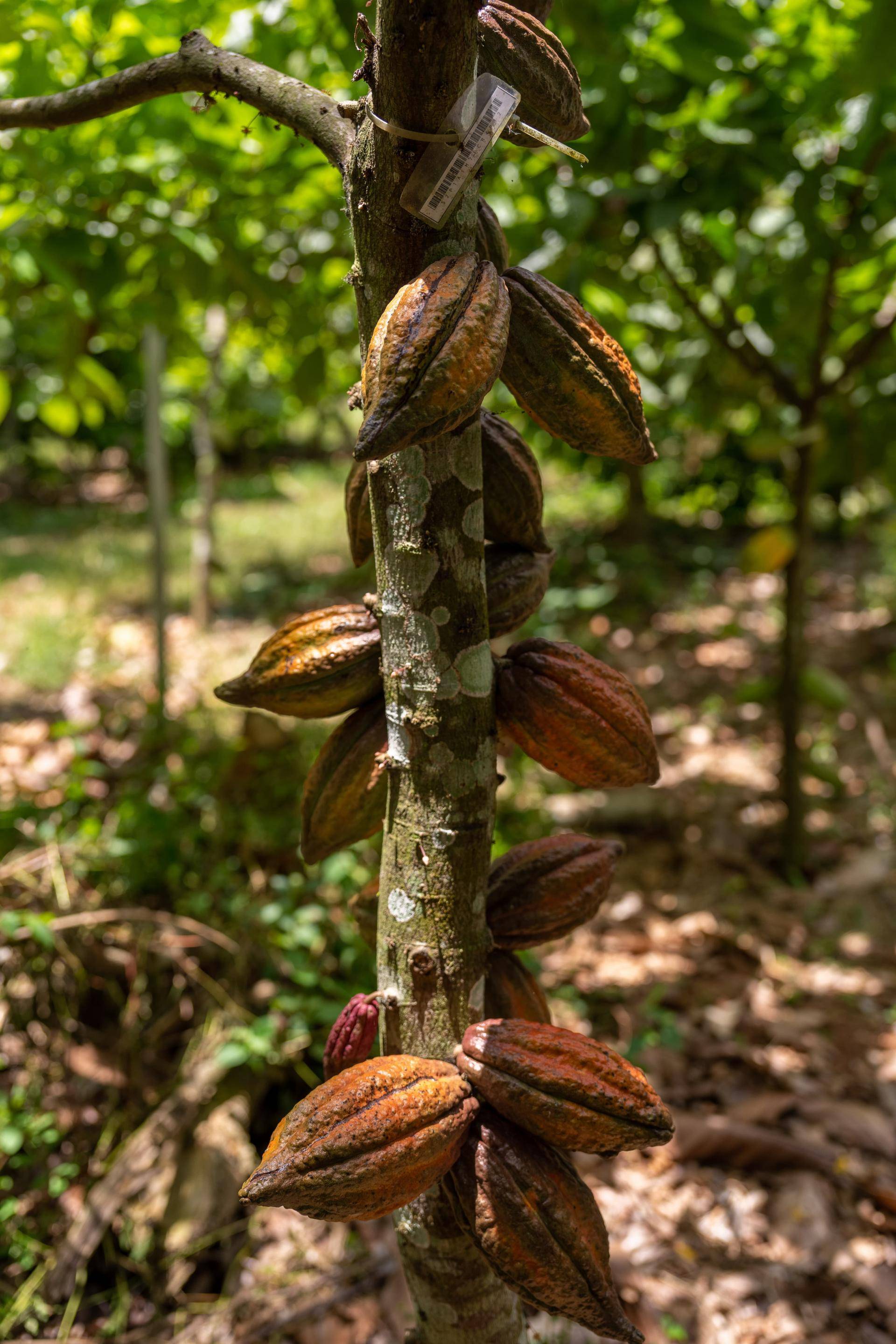 Barry Callebaut top sustainaibility ranking