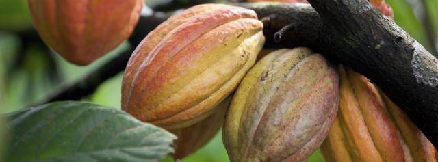 cocoa pods - organic chocolate