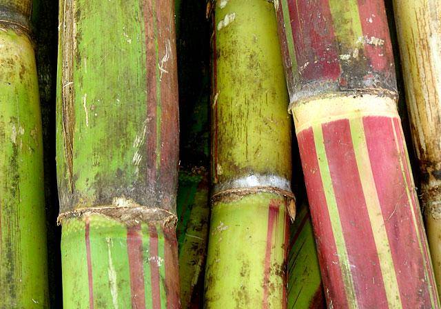 Sustainable cane sugar