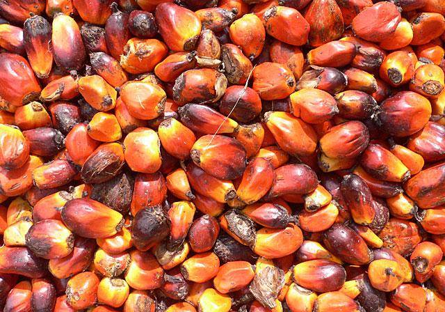 Palm oil kernels