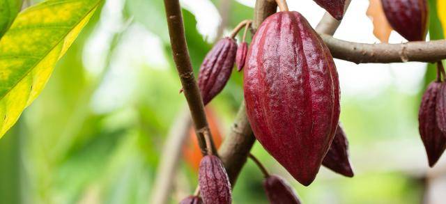 Ruby cocoa pod