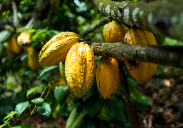 Cacao fruit