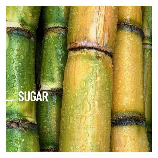 Sugar Cane