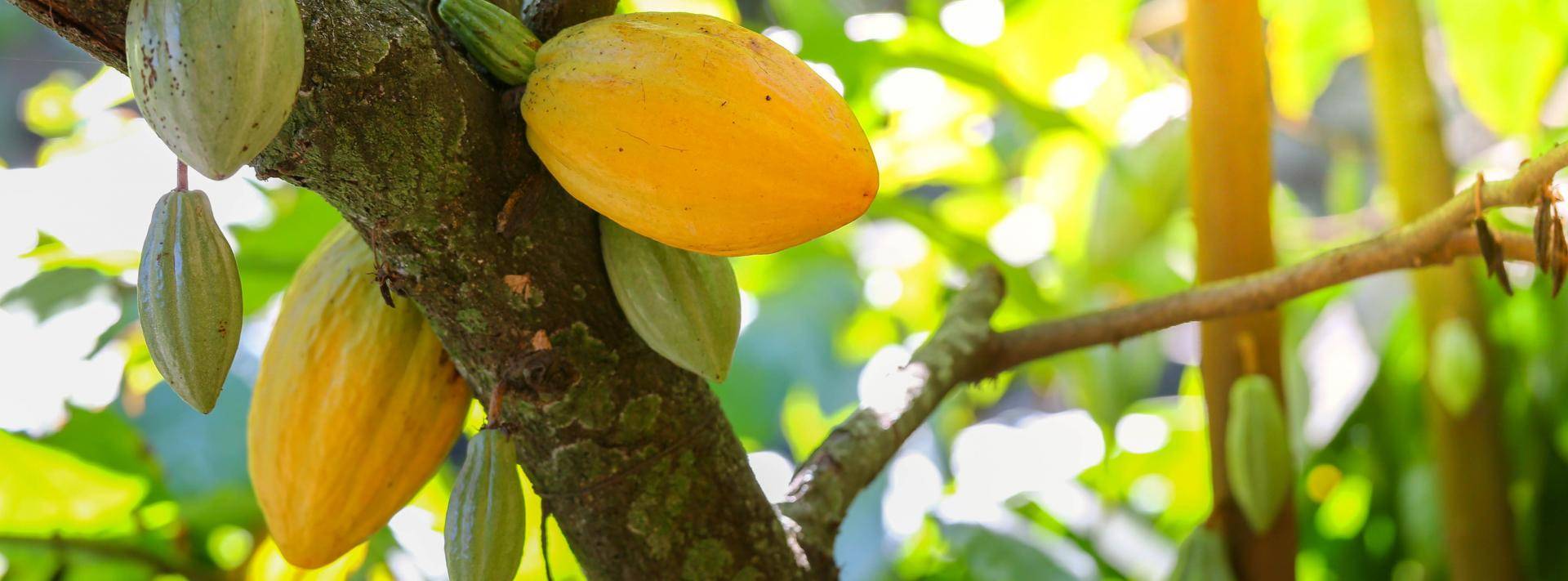 Yellow Cacao Pod