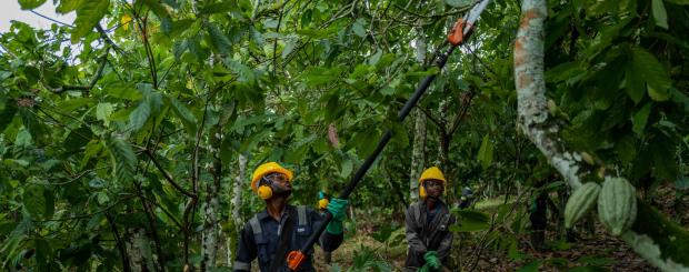 Barry Callebaut Group - Prospering Farmers