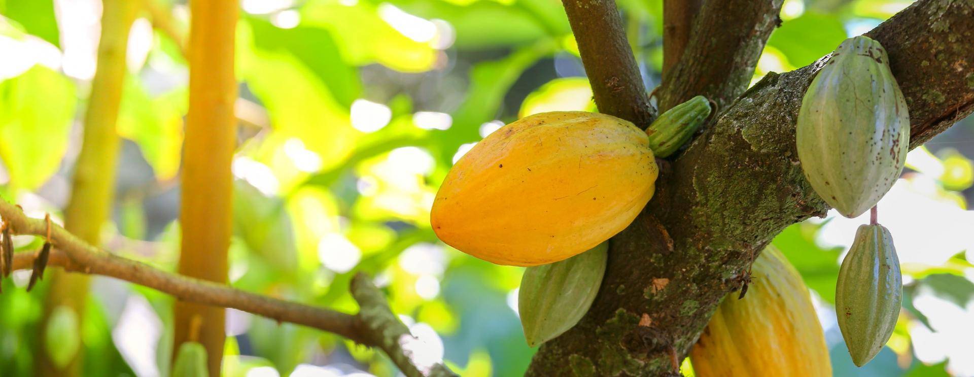 yellow cacaofruit hanging in the tree 