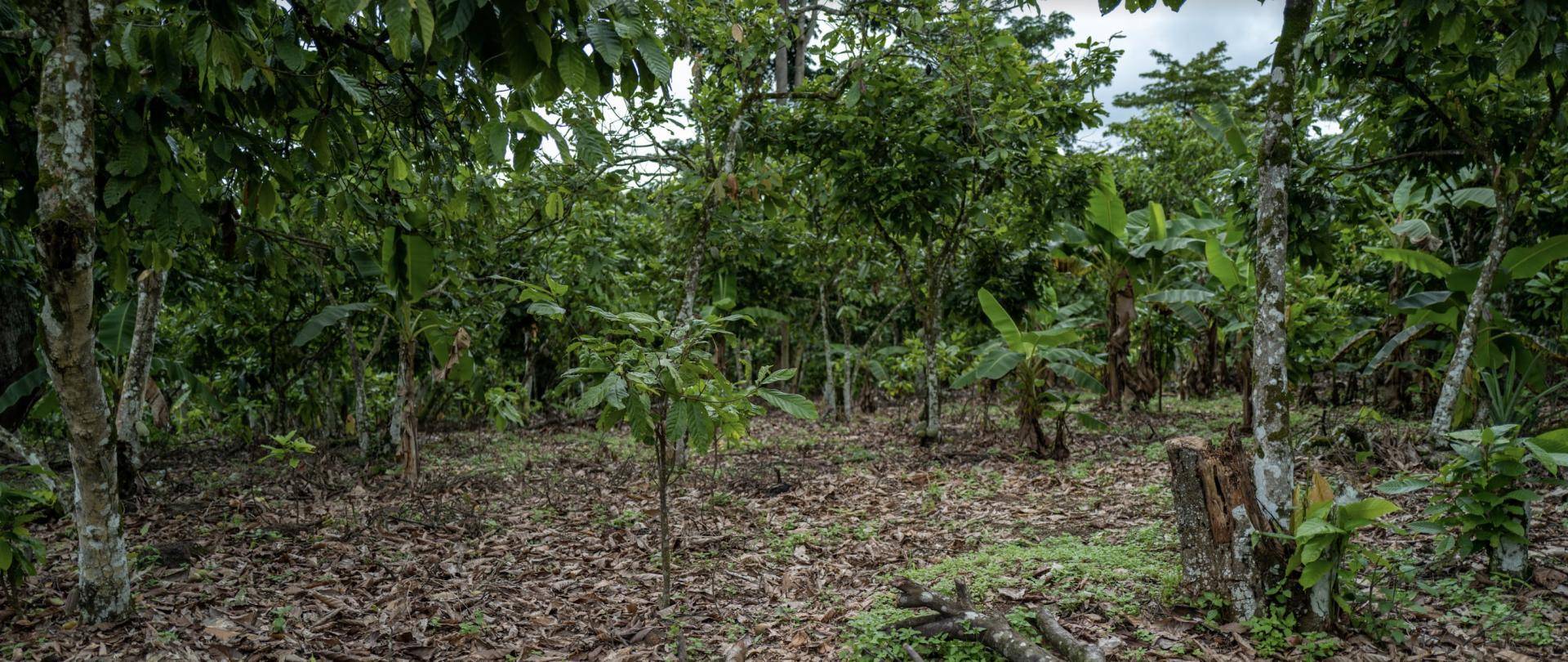 Thriving Nature 2022 sustainability Barry Callebaut