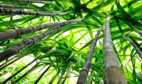 Sugar cane plant