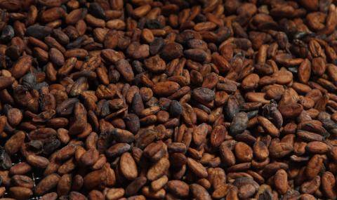 Cocoa beans