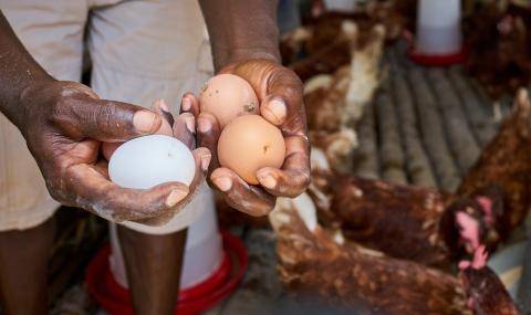 Prospering Farmers - Barry Callebaut