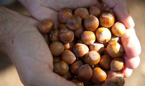 La Morella Nuts