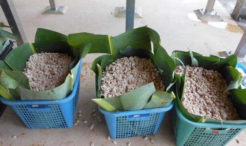 fermenting cocoa beans