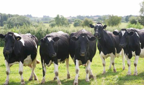 FAI_Cows - Dairy for Chocolate