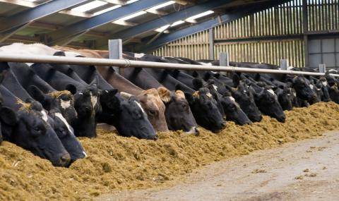 FAI_Cows Copyright © SiraStudio. All rights reserved. Photo provided courtesy of Benchmark Holdings Plc