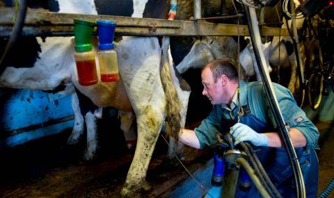 FAI_Milking cow - Barry Callebaut