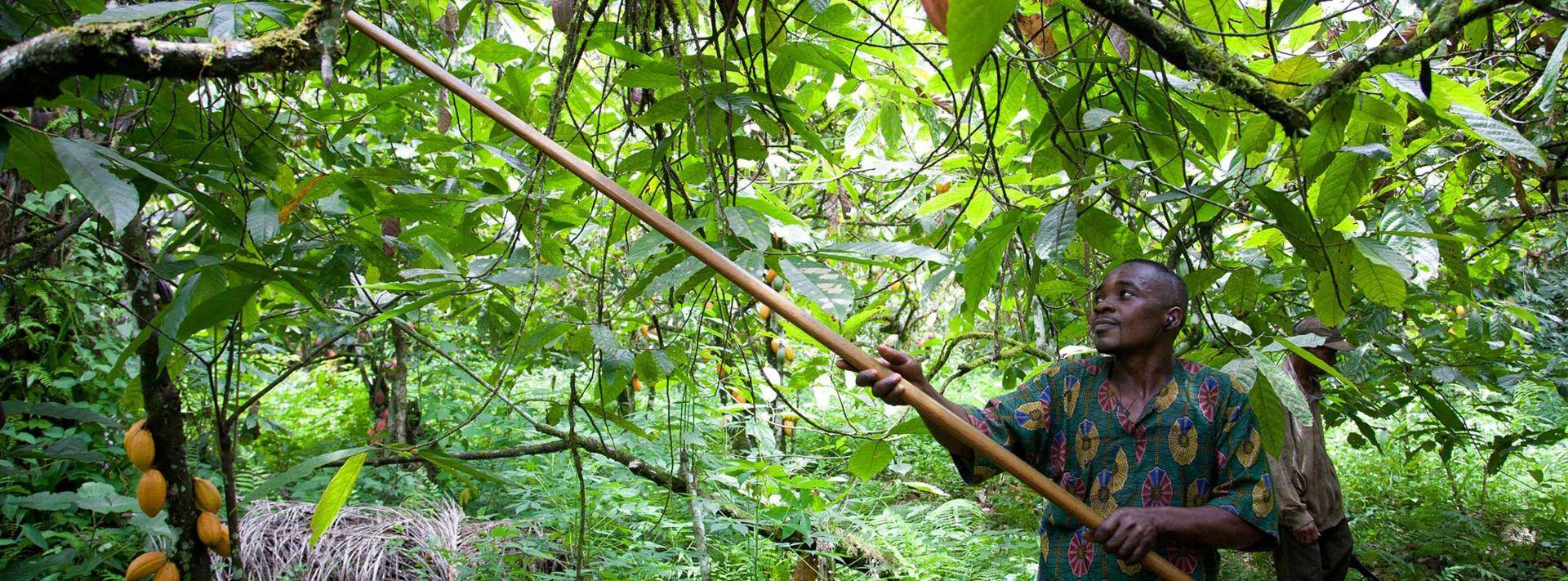 Cocoa farmer cutting down the cocoa pods