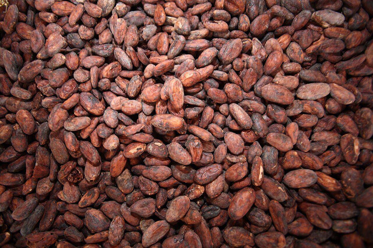 Cocoa beans