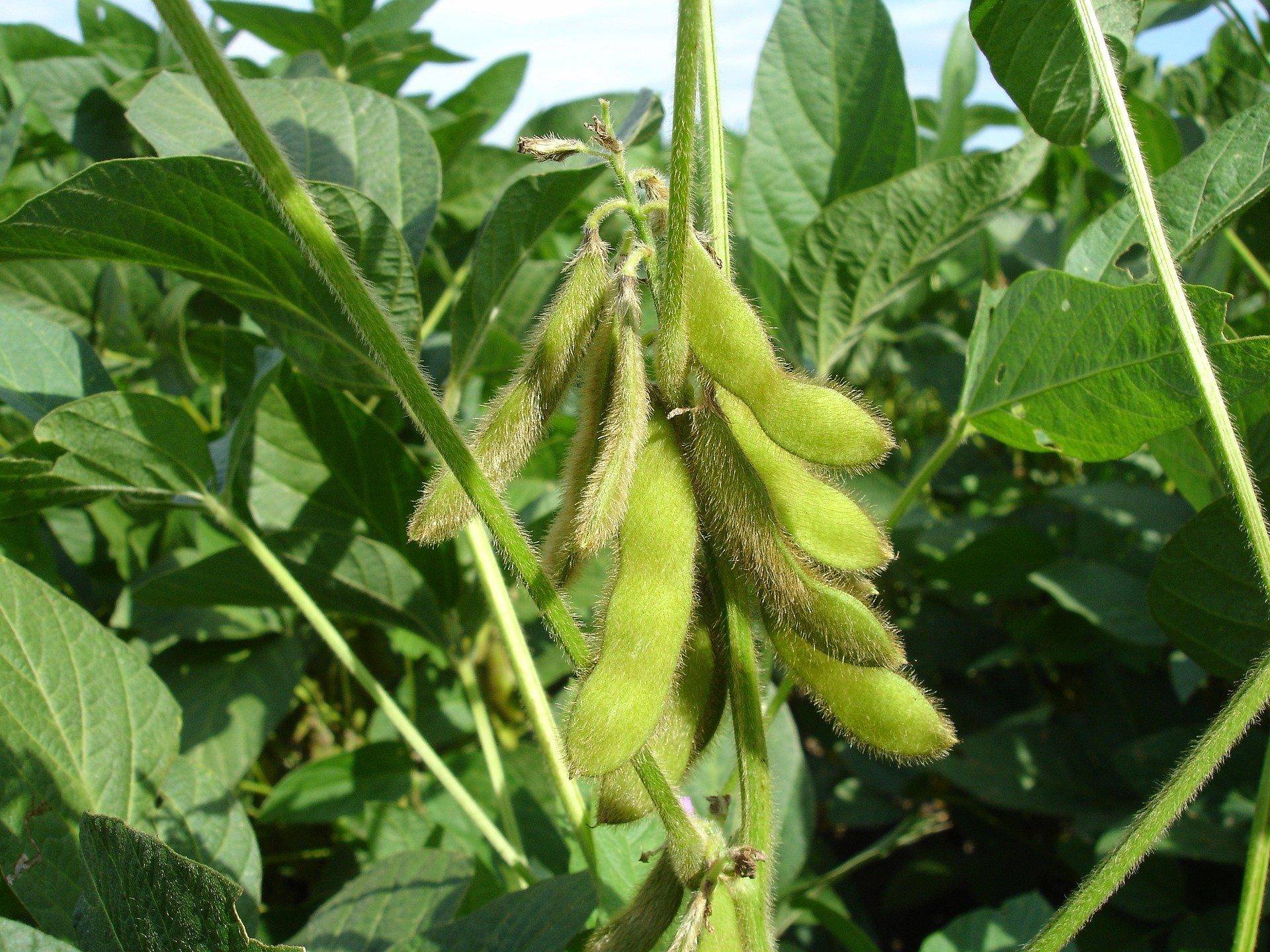 Soy plant