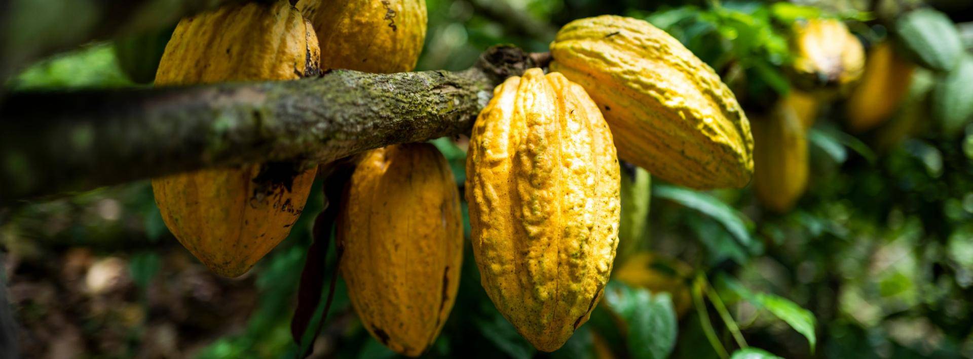 Cacao fruit