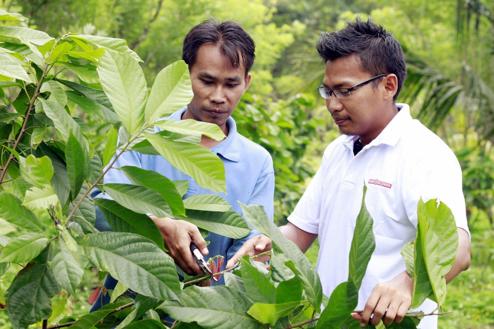 Sustainability Reporting at Barry Callebaut