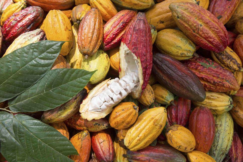 Cacao fruit
