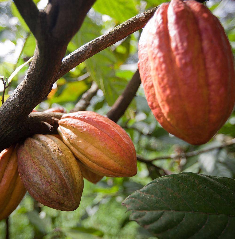 Cocoa pods