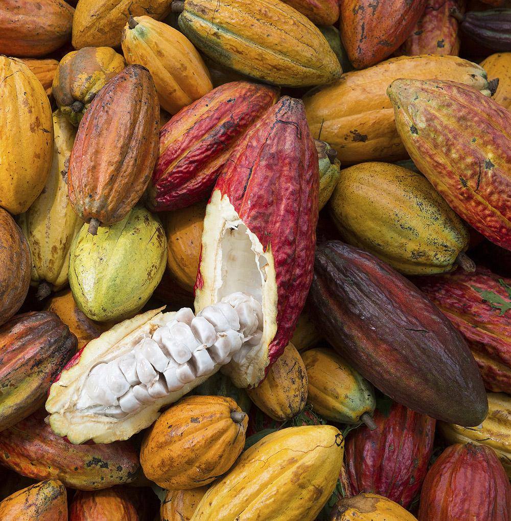 Cocoa pods