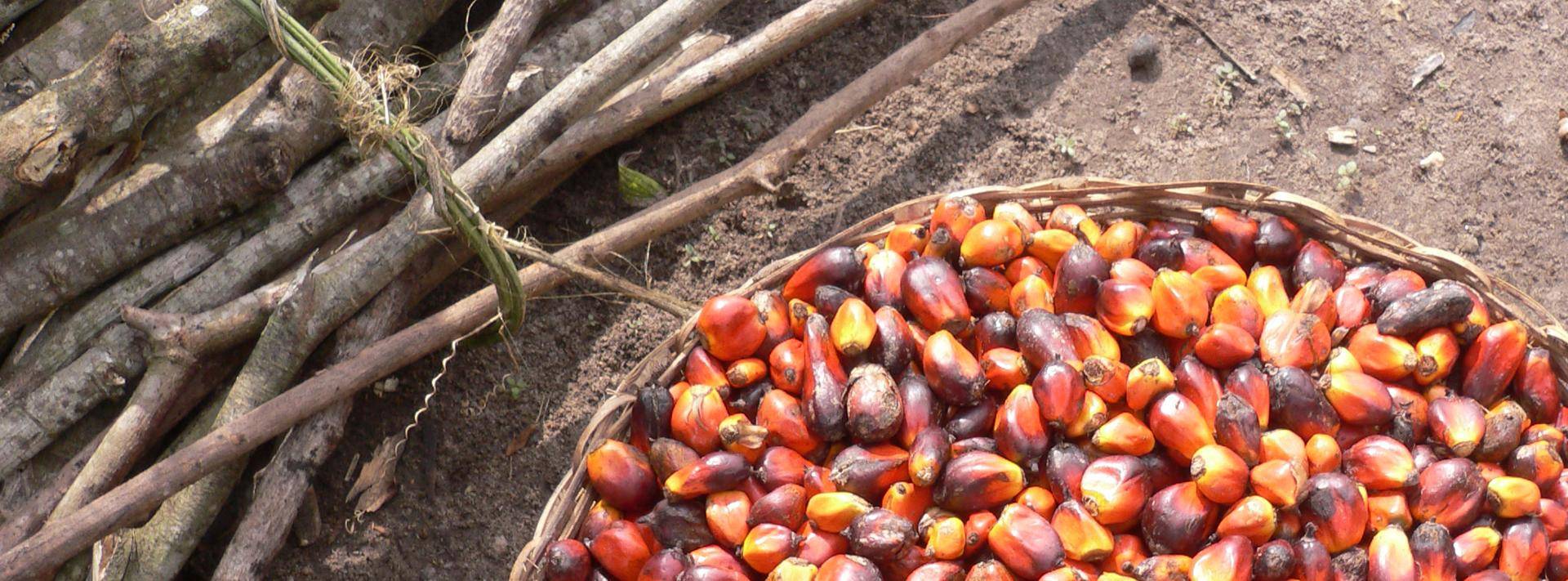 Palm oil kernels