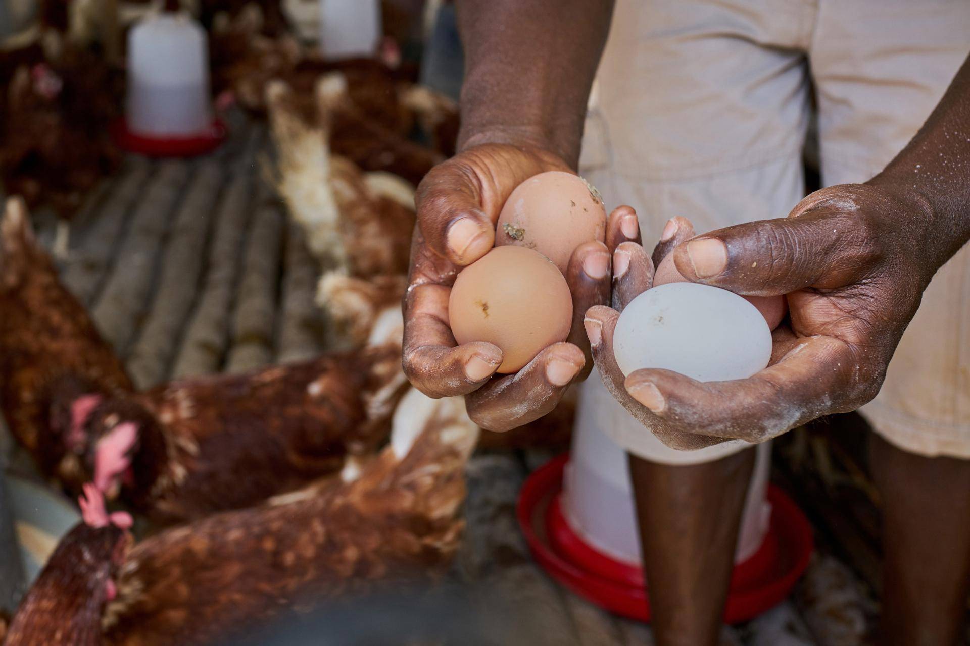 Prospering Farmers - Forever Chocolate