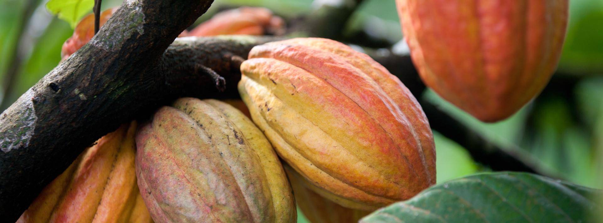 Cocoa Pods