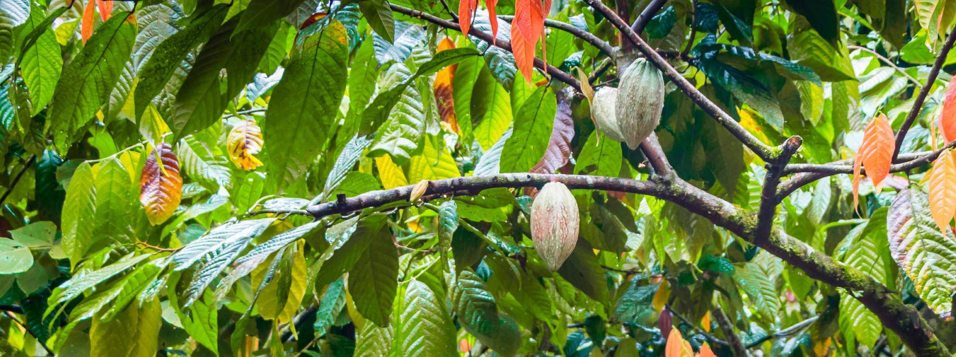 cacaofruit hanging in tree